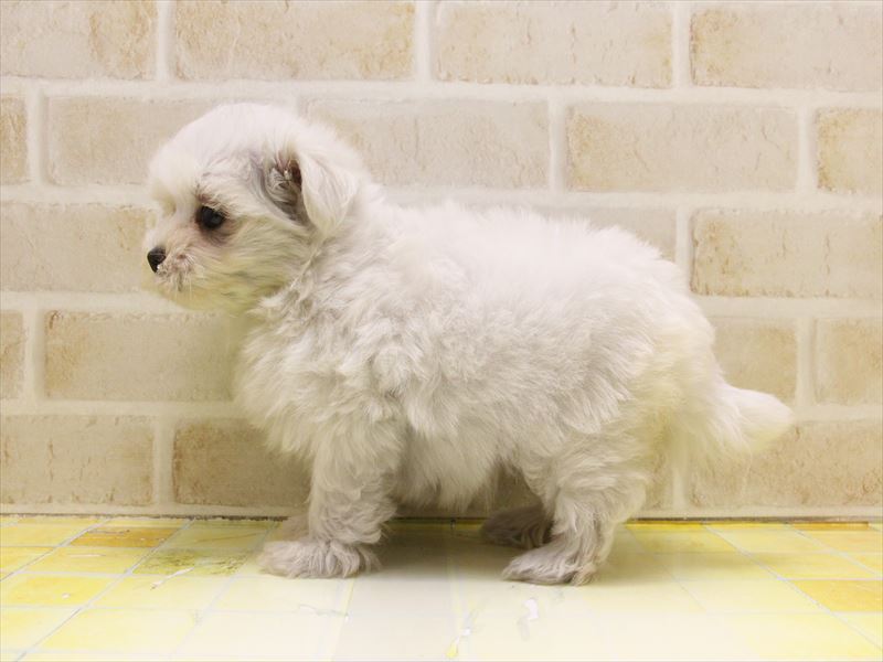 埼玉県のマルチーズ (ワンラブアリオ鷲宮店/2025年5月9日生まれ/女の子/ホワイト)の子犬の3枚目の画像