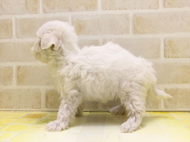 東京都のマルチーズ (ワンラブ東京葛飾総本店/2025年5月9日生まれ/女の子/ホワイト)の子犬の3枚目の画像
