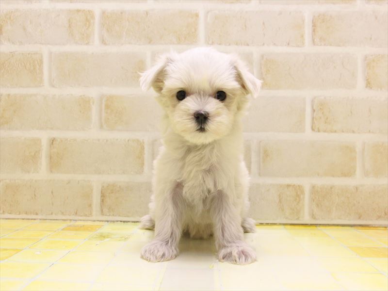 東京都のマルチーズ (ワンラブ東京葛飾総本店/2025年5月9日生まれ/女の子/ホワイト)の子犬の2枚目の画像