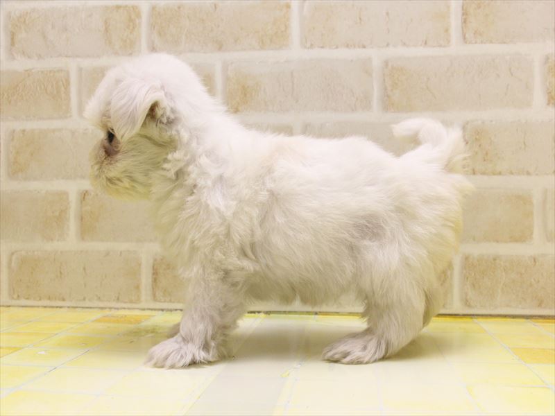 東京都のマルチーズ (ワンラブ東京葛飾総本店/2025年5月9日生まれ/女の子/ホワイト)の子犬の3枚目の画像