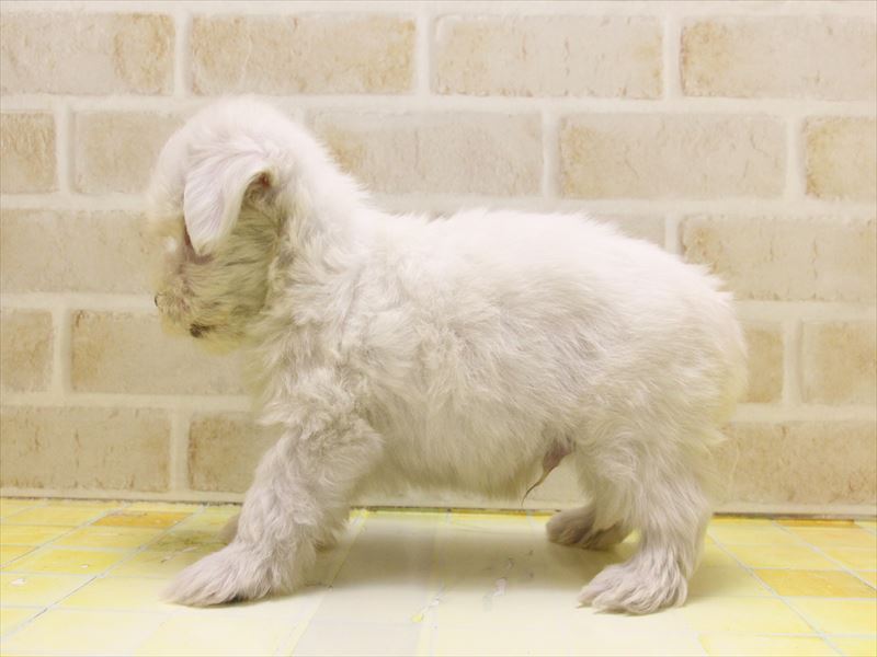 東京都のマルチーズ (ワンラブ東京葛飾総本店/2025年5月9日生まれ/男の子/ホワイト)の子犬の3枚目の画像