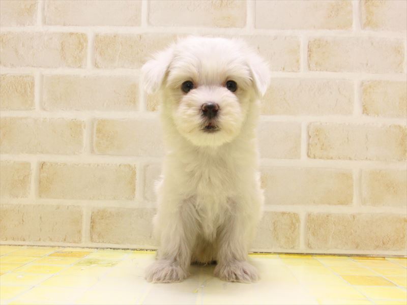東京都のマルチーズ (ワンラブ東京葛飾総本店/2025年5月9日生まれ/男の子/ホワイト)の子犬の2枚目の画像