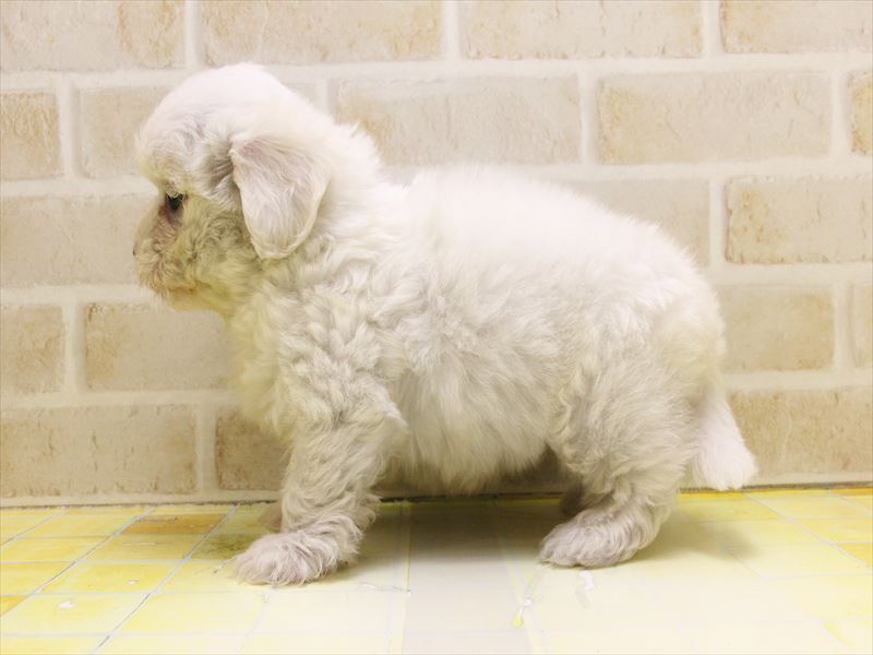 東京都のマルチーズ (ワンラブ東京葛飾総本店/2025年5月9日生まれ/男の子/ホワイト)の子犬の3枚目の画像