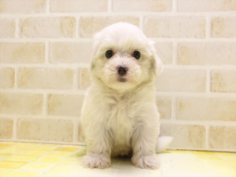東京都のマルチーズ (ワンラブ東京葛飾総本店/2025年5月9日生まれ/男の子/ホワイト)の子犬の2枚目の画像