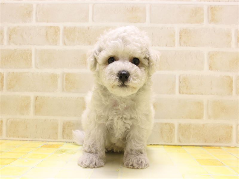 福岡県のビションフリーゼ (ワンラブ福岡総本店/2025年5月9日生まれ/男の子/ホワイト)の子犬の2枚目の画像