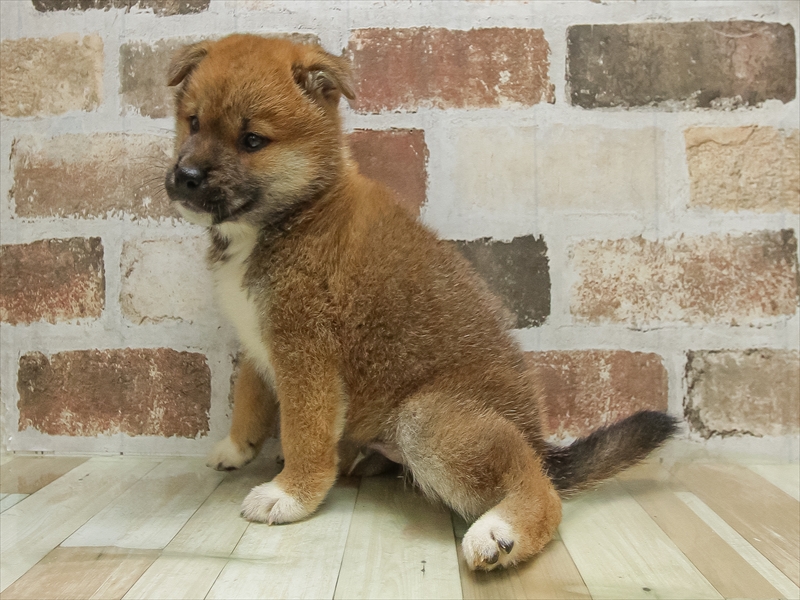 愛知県の柴犬(標準サイズ) (ワンラブ名古屋守山インター総本店/2025年5月9日生まれ/男の子/赤)の子犬の2枚目の画像