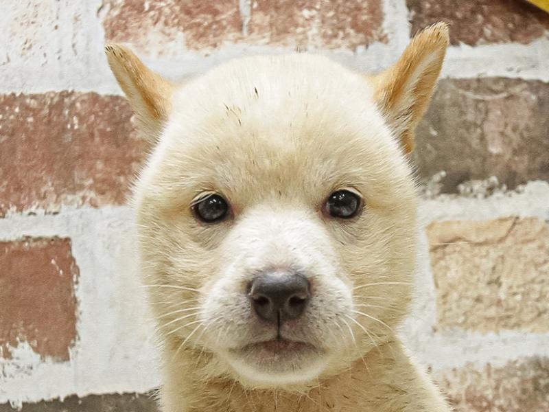 愛知県の柴犬(標準サイズ) (ワンラブ名古屋守山インター総本店/2025年5月10日生まれ/男の子/白)の子犬の1枚目の画像