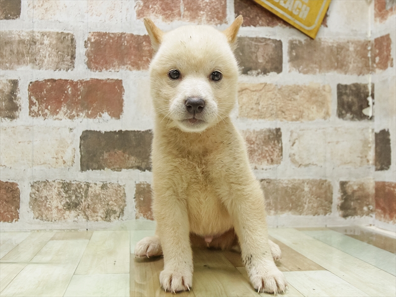 愛知県の柴犬(標準サイズ) (ワンラブ名古屋守山インター総本店/2025年5月10日生まれ/男の子/白)の子犬の3枚目の画像