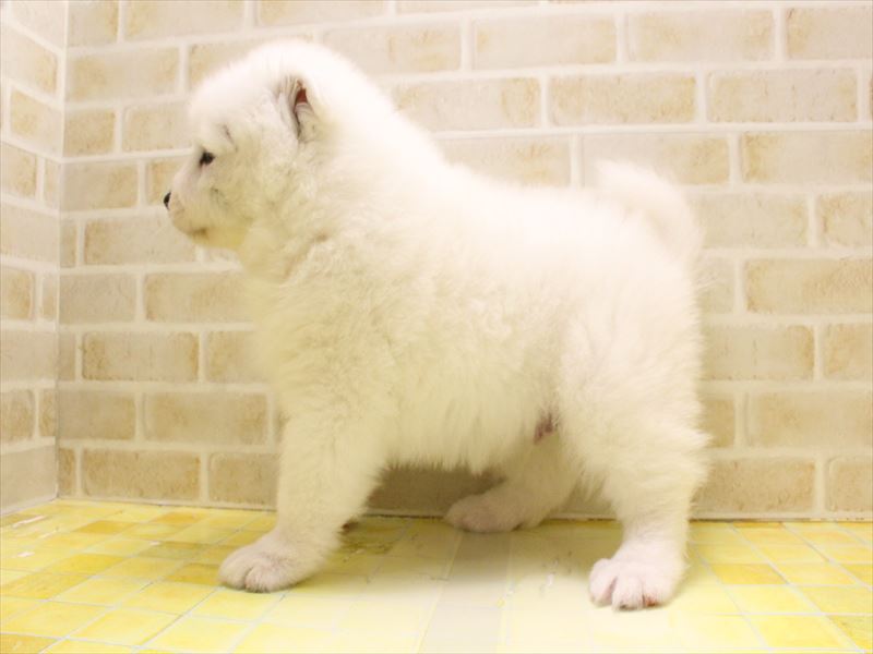 神奈川県のサモエド (ワンラブCoaska Bayside横須賀店/2025年5月10日生まれ/男の子/ホワイト)の子犬の3枚目の画像