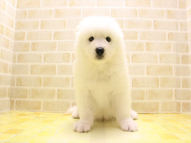 神奈川県のサモエド (ワンラブCoaska Bayside横須賀店/2025年5月10日生まれ/男の子/ホワイト)の子犬の2枚目の画像
