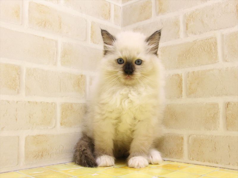 東京都のバーマン (ワンラブ東京葛飾総本店/2025年5月9日生まれ/男の子/シールポイント)の子猫の3枚目の画像