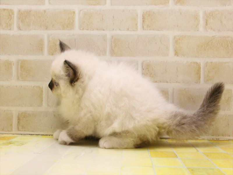 東京都のバーマン (ワンラブ東京葛飾総本店/2025年5月9日生まれ/男の子/シールポイント)の子猫の2枚目の画像