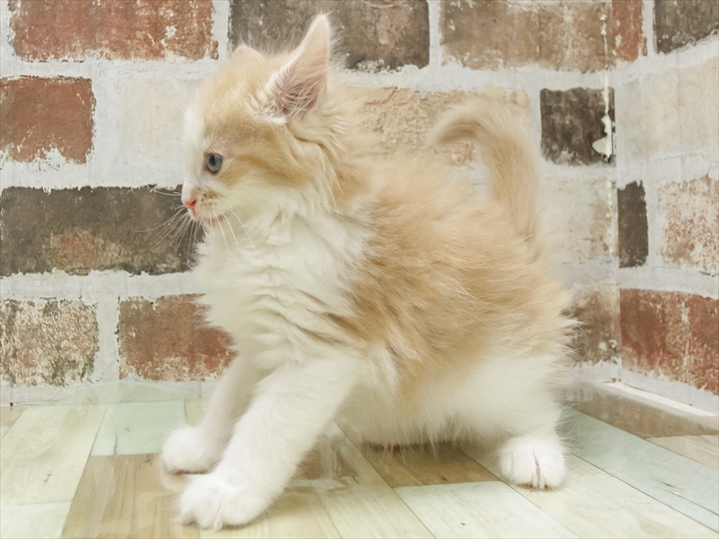 宮城県のノルウェージャンフォレストキャット (ワンラブカインズ仙台泉店/2025年5月9日生まれ/男の子/クリームタビーホワイト)の子猫の2枚目の画像