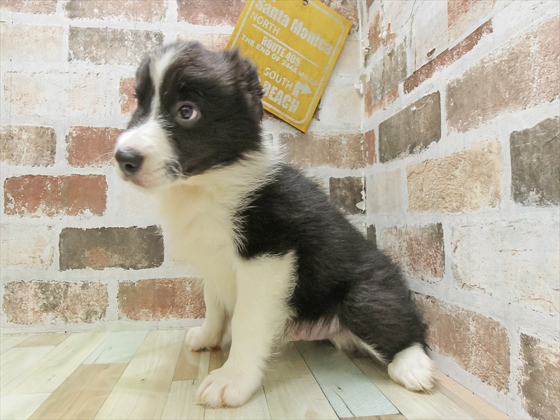 香川県のボーダーコリー (ワンラブイオンタウン宇多津店/2025年5月7日生まれ/男の子/ブラックホワイト)の子犬の2枚目の画像