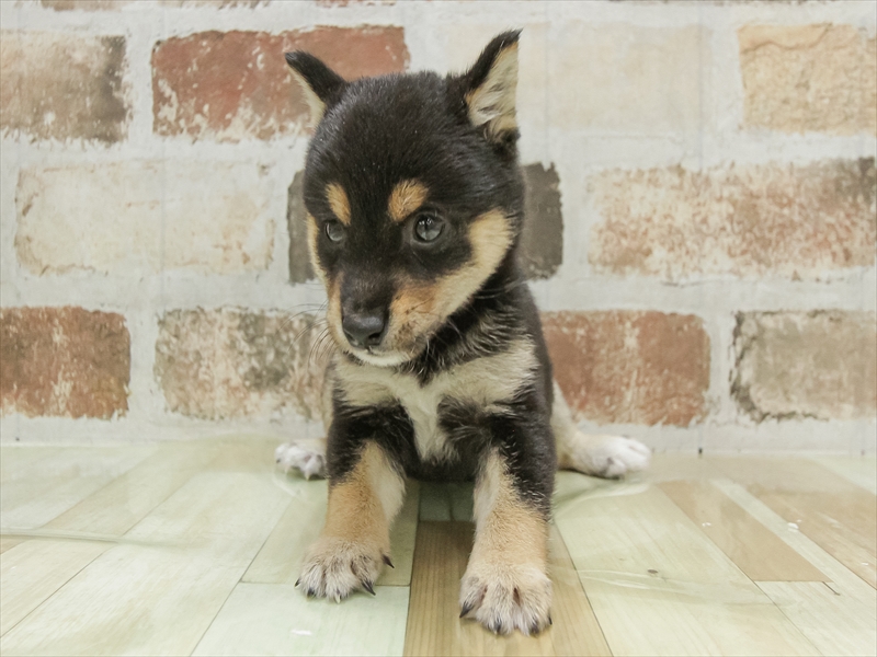 山形県の豆柴 (ワンラブイオンモール三川店/2025年5月7日生まれ/男の子/黒)の子犬の3枚目の画像