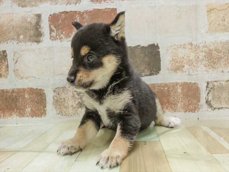 山形県の豆柴 (ワンラブイオンモール三川店/2025年5月7日生まれ/男の子/黒)の子犬の2枚目の画像