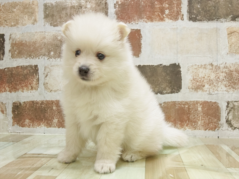 宮城県のポメラニアン (ワンラブカインズ仙台泉店/2025年5月10日生まれ/男の子/クリーム)の子犬の2枚目の画像