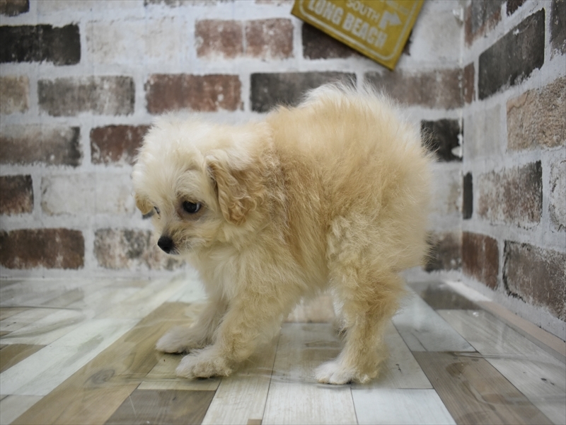 愛知県のポメプー(ポメラニアン×プードル) (ワンラブ名古屋守山インター総本店/2025年5月11日生まれ/女の子/クリーム)の子犬の3枚目の画像