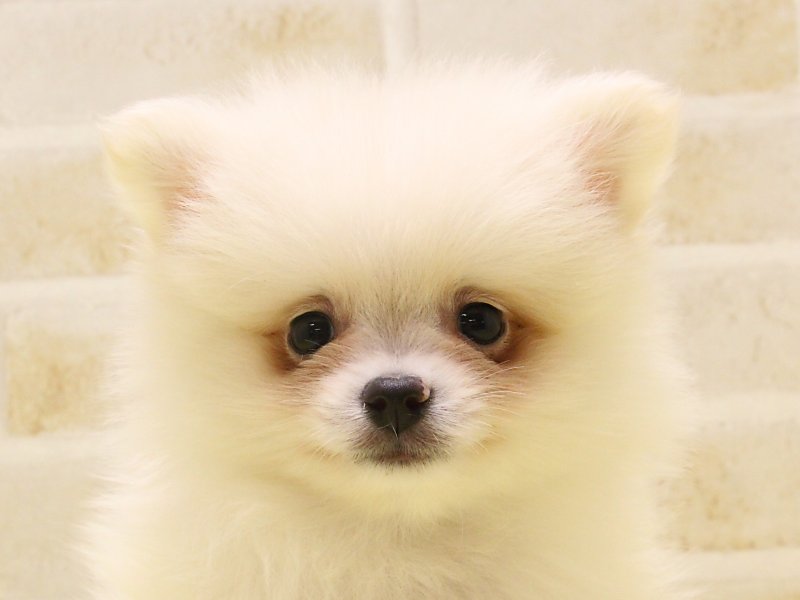群馬県のポメラニアン (ワンラブカインズ伊勢崎店/2025年5月12日生まれ/男の子/クリーム)の子犬