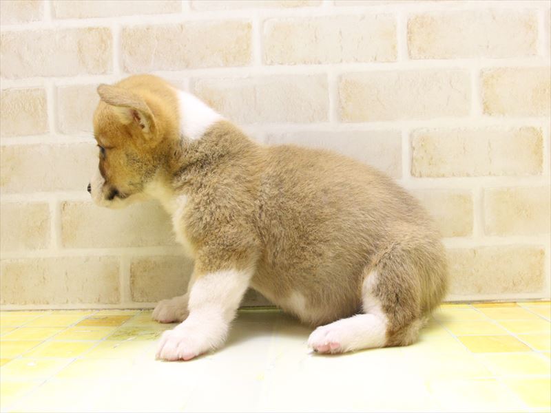 神奈川県のウェルシュコーギーペンブローク (ワンラブCoaska Bayside横須賀店/2025年5月12日生まれ/女の子/セーブルホワイト)の子犬の2枚目の画像