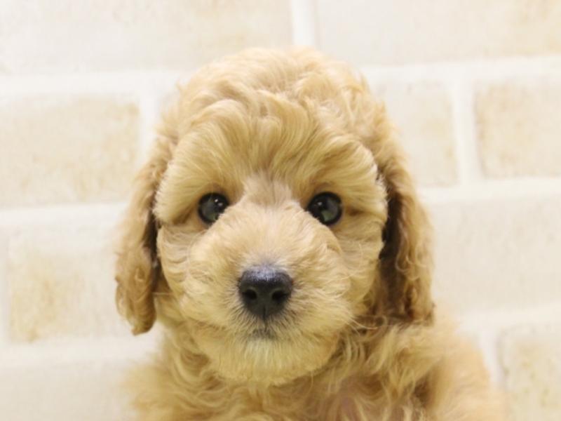 滋賀県のトイプードル(トイ) (ワンラブピエリ守山店/2025年5月12日生まれ/男の子/アプリコット)の子犬の1枚目の画像