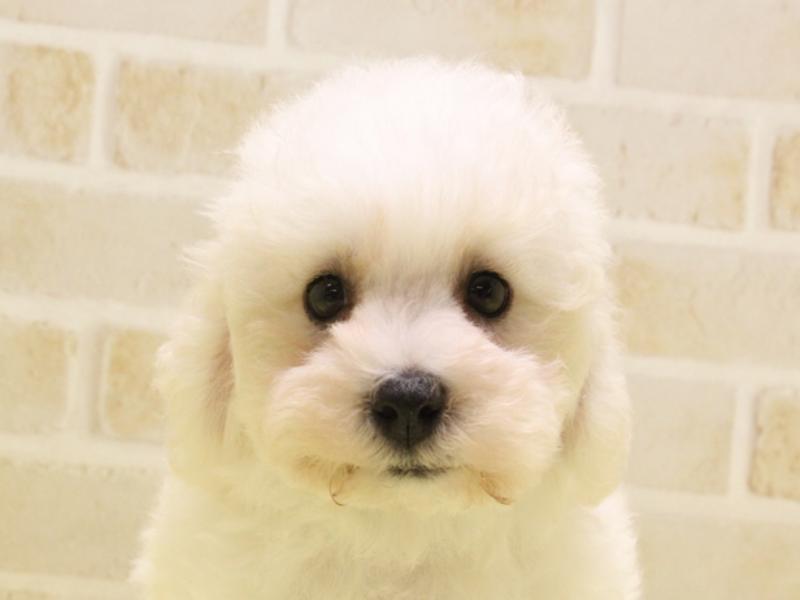 愛知県のビションフリーゼ (ワンラブイオン春日井店/2025年5月10日生まれ/男の子/ホワイト)の子犬の1枚目の画像