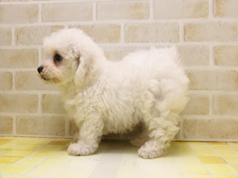 愛知県のビションフリーゼ (ワンラブイオン春日井店/2025年5月10日生まれ/男の子/ホワイト)の子犬の3枚目の画像