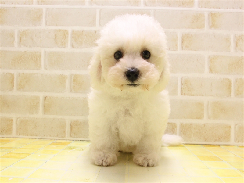 愛知県のビションフリーゼ (ワンラブイオン春日井店/2025年5月10日生まれ/男の子/ホワイト)の子犬の2枚目の画像