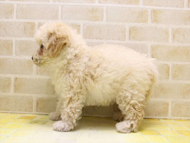 愛知県のマルプー(マルチーズ×プードル) (ワンラブ名古屋守山インター総本店/2025年5月11日生まれ/女の子/アプリコット)の子犬の3枚目の画像