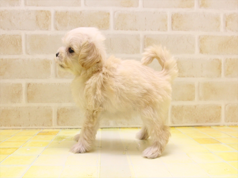 愛知県のマルプー(マルチーズ×プードル) (ワンラブ名古屋守山インター総本店/2025年5月12日生まれ/女の子/クリーム)の子犬の3枚目の画像