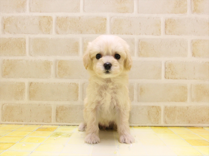 愛知県のマルプー(マルチーズ×プードル) (ワンラブ名古屋守山インター総本店/2025年5月12日生まれ/女の子/クリーム)の子犬の2枚目の画像