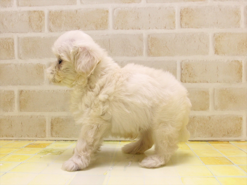 愛知県のマルプー(マルチーズ×プードル) (ワンラブ名古屋守山インター総本店/2025年5月12日生まれ/男の子/クリーム)の子犬の3枚目の画像