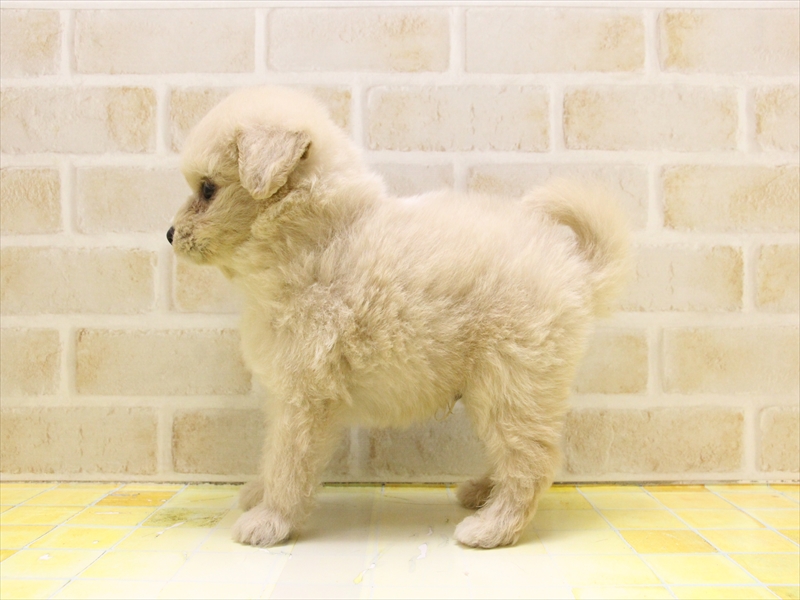 愛知県のポメプー(ポメラニアン×プードル) (ワンラブ名古屋守山インター総本店/2025年5月11日生まれ/男の子/クリーム)の子犬の3枚目の画像