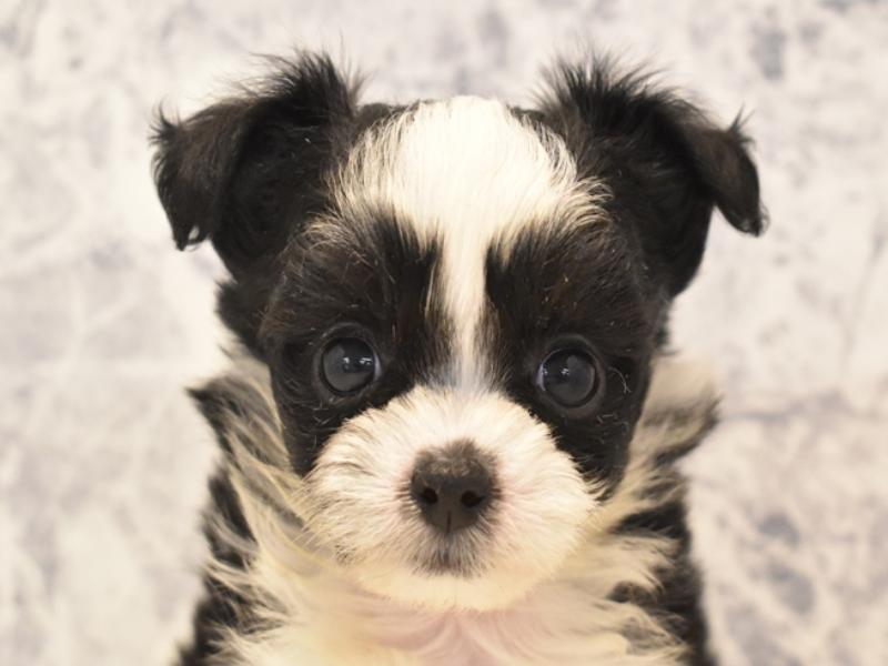 東京都のハーフ犬・ミックス犬 (ワンラブ東京葛飾総本店/2025年5月4日生まれ/男の子/ブラックホワイト)の子犬の1枚目の画像