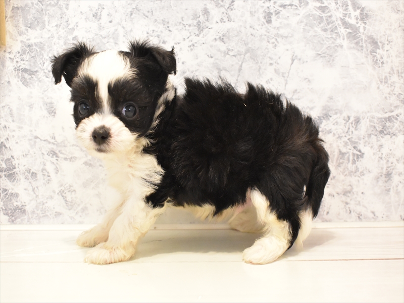 東京都のハーフ犬・ミックス犬 (ワンラブ東京葛飾総本店/2025年5月4日生まれ/男の子/ブラックホワイト)の子犬の3枚目の画像