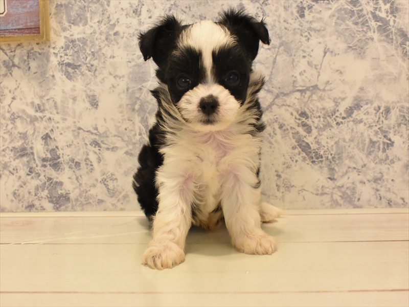 東京都のハーフ犬・ミックス犬 (ワンラブ東京葛飾総本店/2025年5月4日生まれ/男の子/ブラックホワイト)の子犬の2枚目の画像