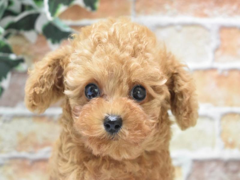 愛知県のティーカッププードル (ワンラブ名古屋守山インター総本店/2025年5月10日生まれ/男の子/レッド)の子犬の1枚目の画像