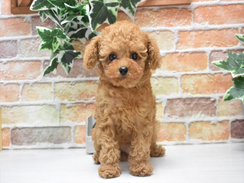 愛知県のティーカッププードル (ワンラブ名古屋守山インター総本店/2025年5月10日生まれ/男の子/レッド)の子犬の2枚目の画像