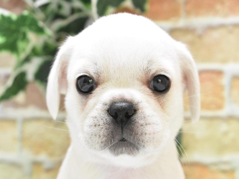 東京都のハーフ犬・ミックス犬 (ワンラブ東京葛飾総本店/2025年5月13日生まれ/男の子/ホワイト)の子犬の1枚目の画像