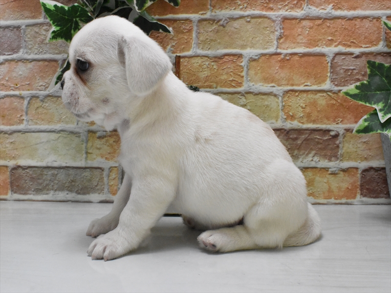 東京都のハーフ犬・ミックス犬 (ワンラブ東京葛飾総本店/2025年5月13日生まれ/男の子/ホワイト)の子犬の3枚目の画像