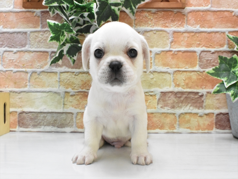 東京都のハーフ犬・ミックス犬 (ワンラブ東京葛飾総本店/2025年5月13日生まれ/男の子/ホワイト)の子犬の2枚目の画像