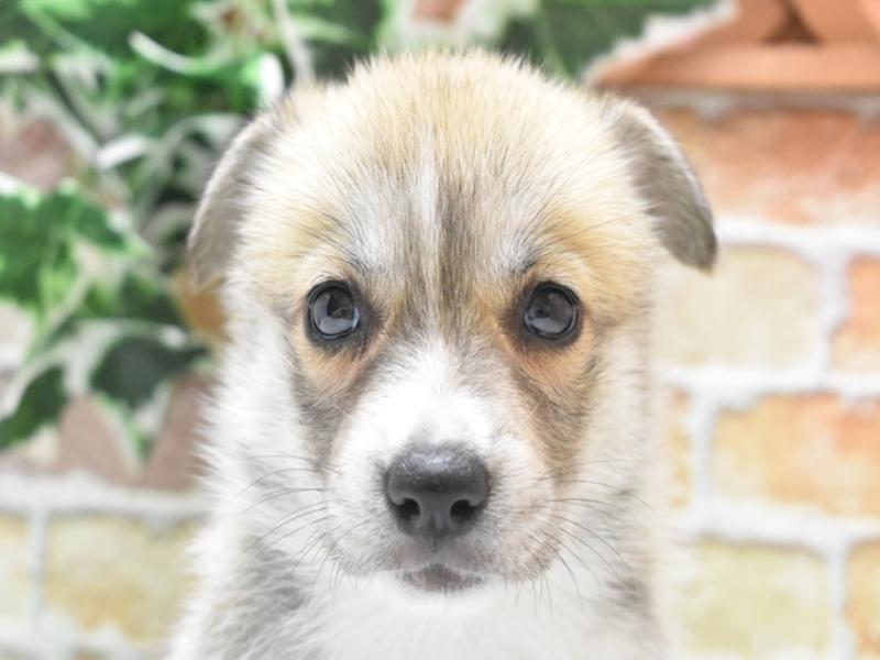 三重県のハーフ犬・ミックス犬 (ワンラブホームセンターバロー松阪店/2025年5月10日生まれ/女の子/オレンジセーブルホワイト)の子犬の1枚目の画像