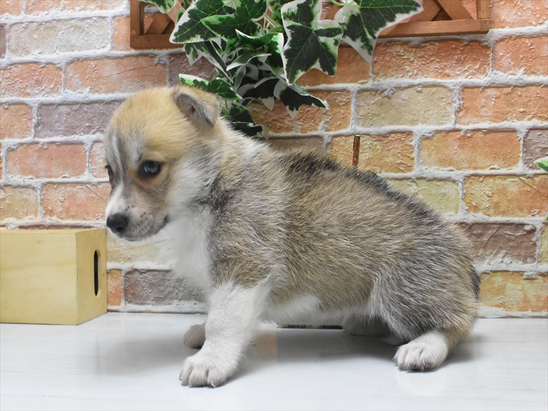 三重県のハーフ犬・ミックス犬 (ワンラブホームセンターバロー松阪店/2025年5月10日生まれ/女の子/オレンジセーブルホワイト)の子犬の3枚目の画像