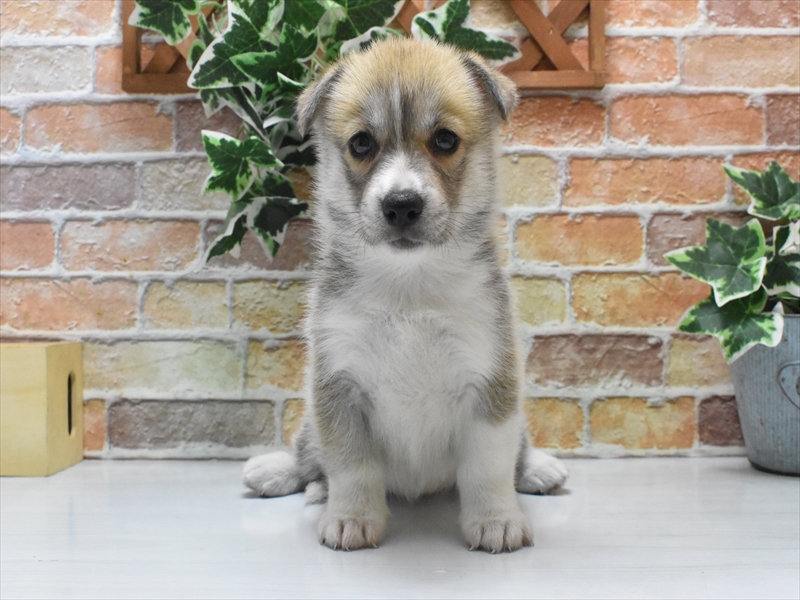 三重県のハーフ犬・ミックス犬 (ワンラブホームセンターバロー松阪店/2025年5月10日生まれ/女の子/オレンジセーブルホワイト)の子犬の2枚目の画像
