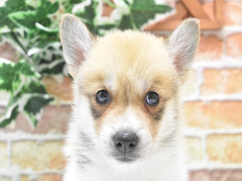 愛知県のハーフ犬・ミックス犬 (ワンラブ名古屋守山インター総本店/2025年5月10日生まれ/男の子/オレンジセーブルホワイト)の子犬の1枚目の画像