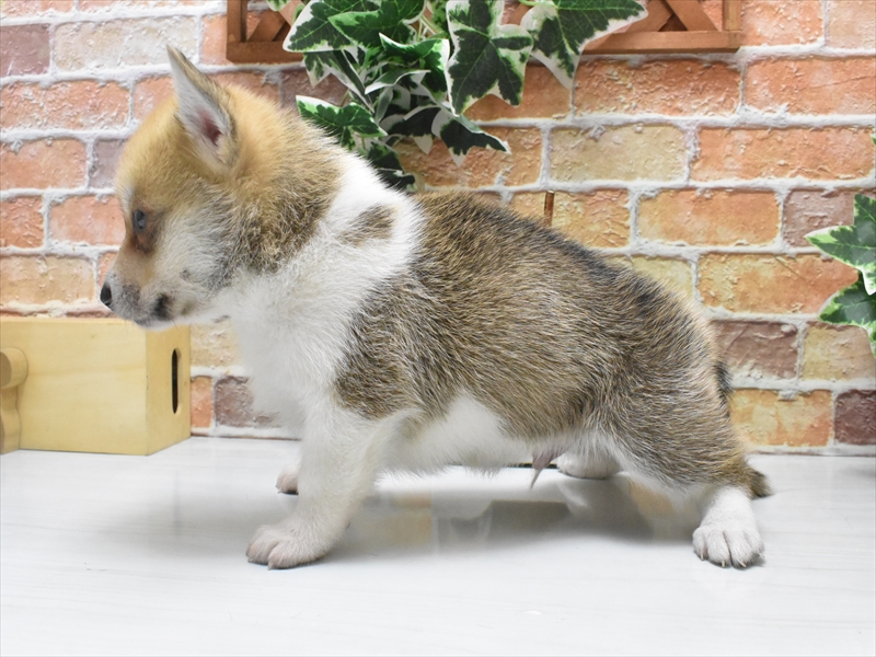 愛知県のハーフ犬・ミックス犬 (ワンラブ名古屋守山インター総本店/2025年5月10日生まれ/男の子/オレンジセーブルホワイト)の子犬の3枚目の画像