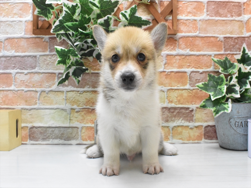 愛知県のハーフ犬・ミックス犬 (ワンラブ名古屋守山インター総本店/2025年5月10日生まれ/男の子/オレンジセーブルホワイト)の子犬の2枚目の画像