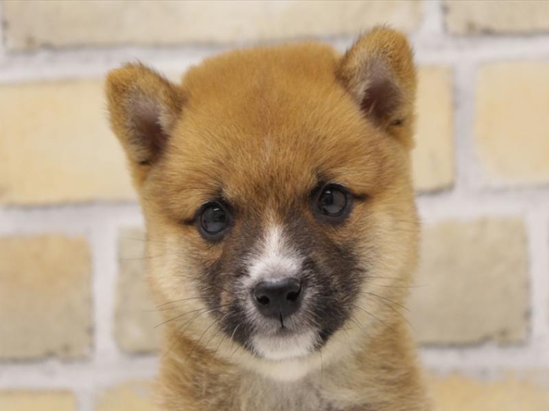 福岡県の豆柴 (ワンラブ福岡総本店/2025年5月11日生まれ/男の子/赤)の子犬の1枚目の画像