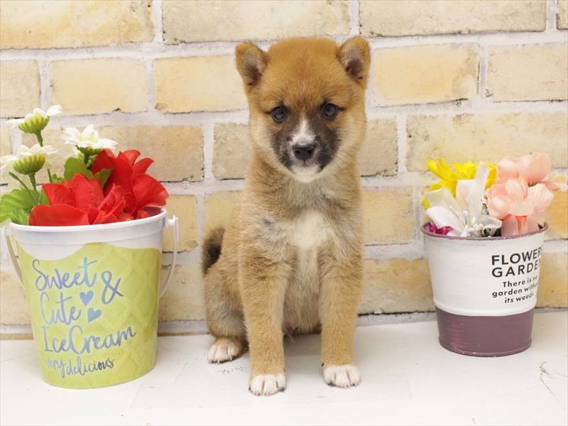 福岡県の豆柴 (ワンラブ福岡総本店/2025年5月11日生まれ/男の子/赤)の子犬の3枚目の画像