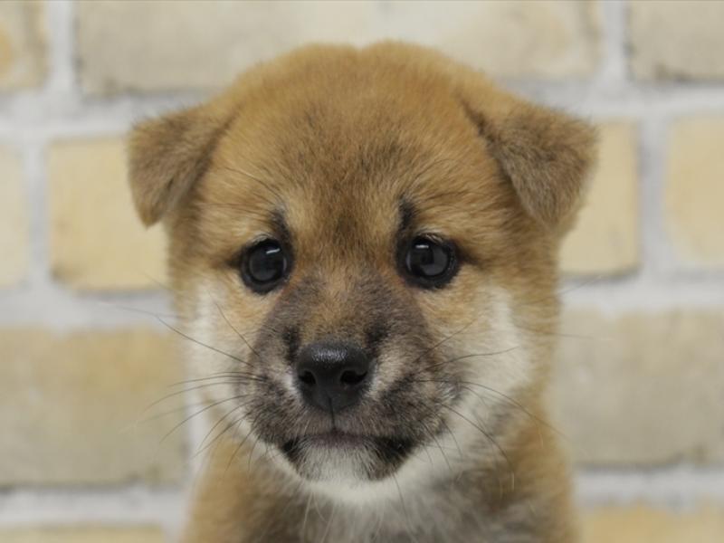 福岡県の柴犬(標準サイズ) (ワンラブ福岡総本店/2025年5月12日生まれ/女の子/赤)の子犬の1枚目の画像